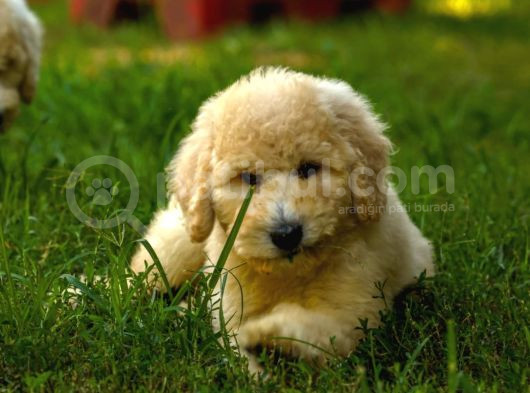 Dev Poodle Yavrularımız Teslime Hazırd görsel