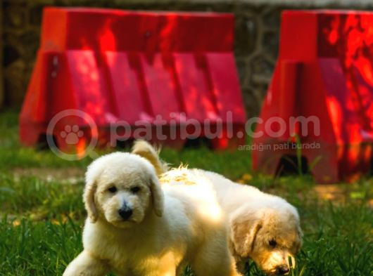 Dev Poodle Yavrularımız Teslime Hazırd görsel