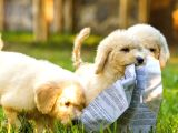Dev Poodle Yavrularımız Teslime Hazırd