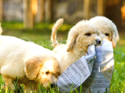Dev Poodle Yavrularımız Teslime Hazırd görsel