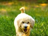 Dev Poodle Yavrularımız Teslime Hazırd