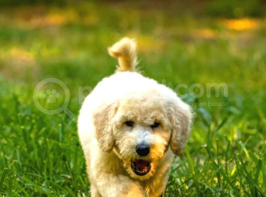 Dev Poodle Yavrularımız Teslime Hazırd görsel