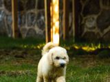 Dev poodle yavrularımız Teslime Hazırd