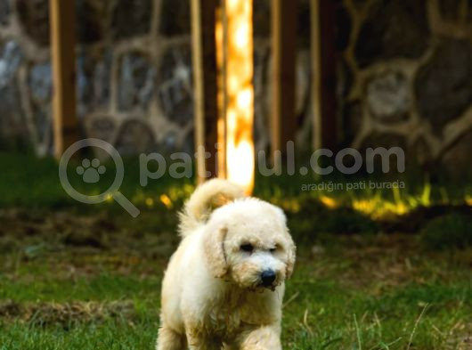 Dev Poodle Yavrularımız Teslime Hazırd