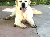 Secereli Labrador Retriever Yavrularımız