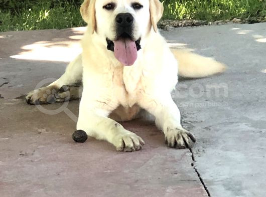 Secereli Labrador Retriever Yavrularımız görsel