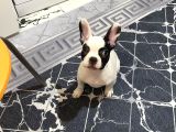 3 aylık fransız Buldog