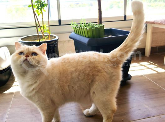 Pofik Yeni Yuvasını Arıyor görsel