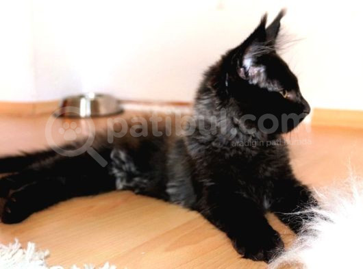 Safkan Secereli Maine Coon Bütün Aşıları Tamamlandı görsel