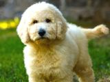 Dev Poodle Yavrularımız Teslime Hazırd