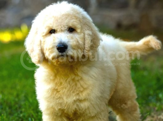 Dev Poodle Yavrularımız Teslime Hazırd görsel