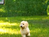 Dev Poodle Yavrularımız Teslime Hazırd