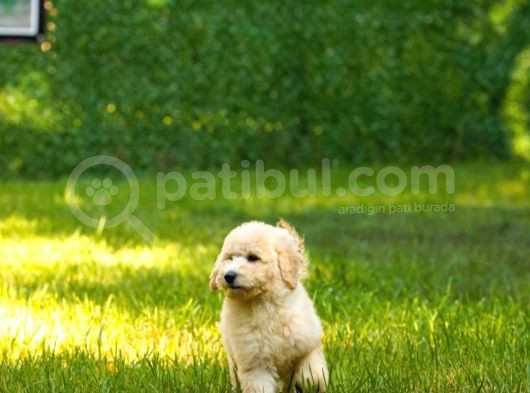 Dev Poodle Yavrularımız Teslime Hazırd görsel