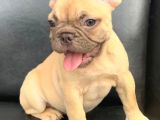 Süper Güzellikte French Bulldog Blue Fawn Erkek Yavru