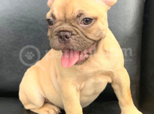 Süper Güzellikte French Bulldog Blue Fawn Erkek Yavru