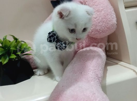 Boncuk Gözlü Kar Beyaz Top Kafa Erkek Yavru görsel