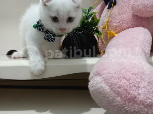 Boncuk Gözlü Kar Beyaz Top Kafa Erkek Yavru