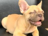 Süper Güzellikte French Bulldog Blue Fawn Erkek Yavru