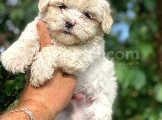 Kahve Tonlu Mini Boy Puppy Sevimli Yavrular Malti̇po Ci̇nsi̇ 