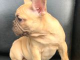 Süper Güzellikte French Bulldog Blue Fawn Erkek Yavru