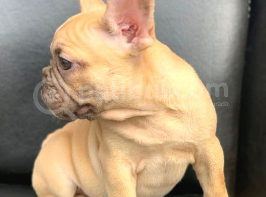 Süper Güzellikte French Bulldog Blue Fawn Erkek Yavru görsel