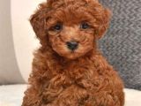 Mini boy puppy kıpkırmızı Red TOOY POODLE 