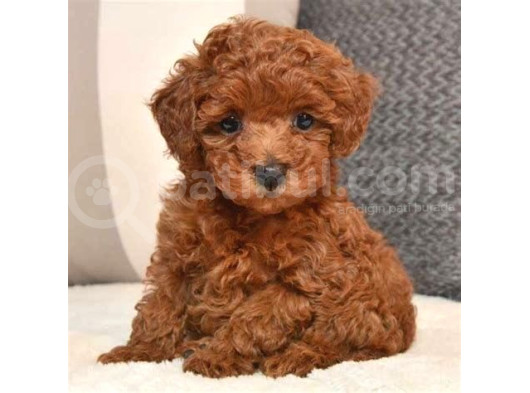 Mini Boy Puppy Kıpkırmızı Red Tooy Poodle 