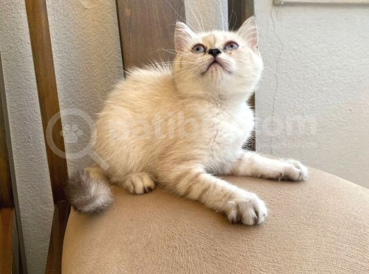 Shorthair Dişi Erkek Y görsel