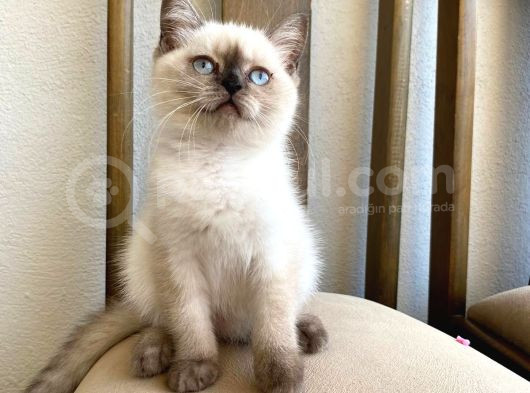 Shorthair Dişi Erkek Y görsel