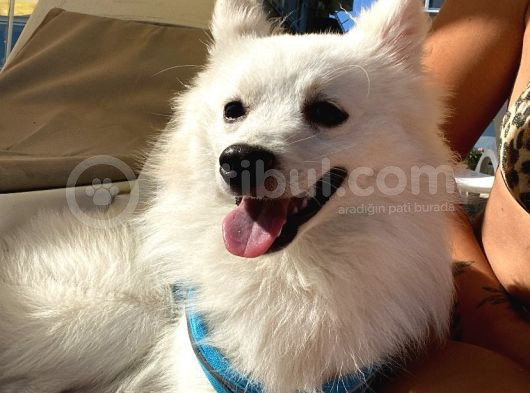 Yakışıklı Alman Spitz Yeni Sahibini Arıyor görsel