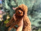 Irk Garanti̇li̇ Toy Poodle Yavrular