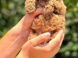 Irk Garanti̇li̇ Toy Poodle Yavrular