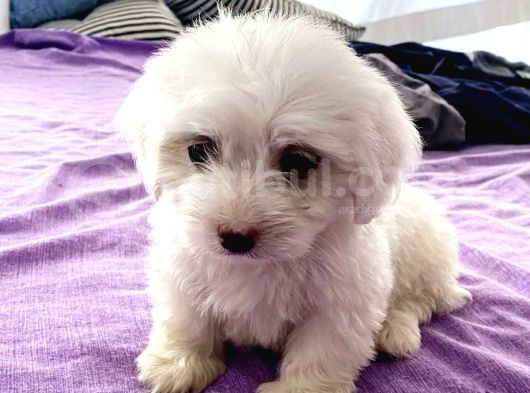 Maltesse Terrier Cinsi Mini Boy Puppy Kar Beyaz  görsel