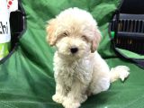 Maltesse terrier cinsi mini Boy Puppy Kar beyaz 