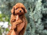 IRK GARANTİLİ TOY POODLE YAVRULAR