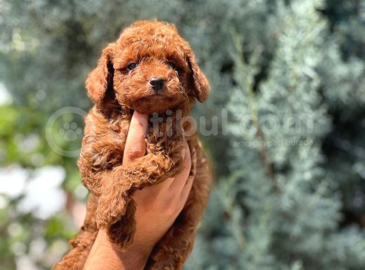 Irk Garanti̇li̇ Toy Poodle Yavrular