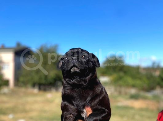 Yetişkin Pug Mopslar görsel