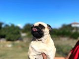 Yetişkin pug mopslar