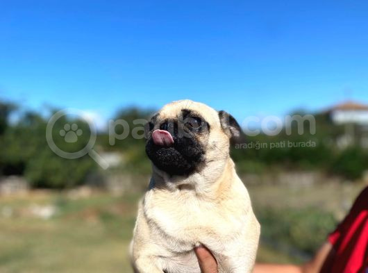 Yetişkin Pug Mopslar