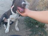 3 aylık dişi pitbull 