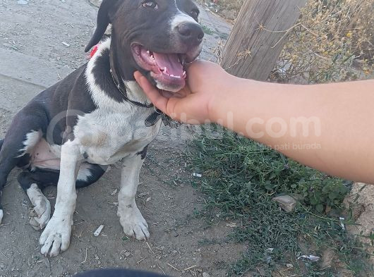 3 Aylık Dişi Pitbull 