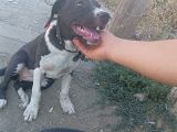 3 Aylık Dişi Pitbull 