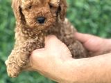 RENK GÜZELİ TOY POODLE BEBEKLER