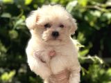 0 NUMARA MALTESE TERRİER BEBEKLER