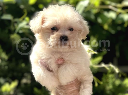 0 Numara Maltese Terrier Bebekler