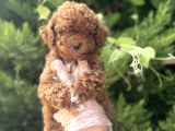 BABY FACE TOY POODLE BEBEKLER