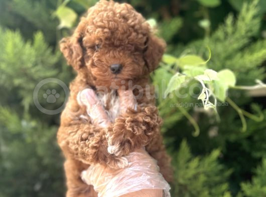 Baby Face Toy Poodle Bebekler