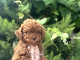 Baby Face Toy Poodle Bebekler