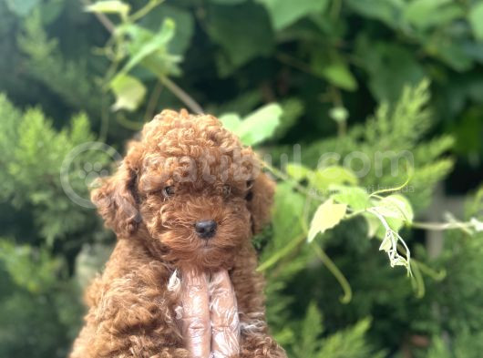Baby Face Toy Poodle Bebekler görsel