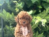 Baby Face Toy Poodle Bebekler